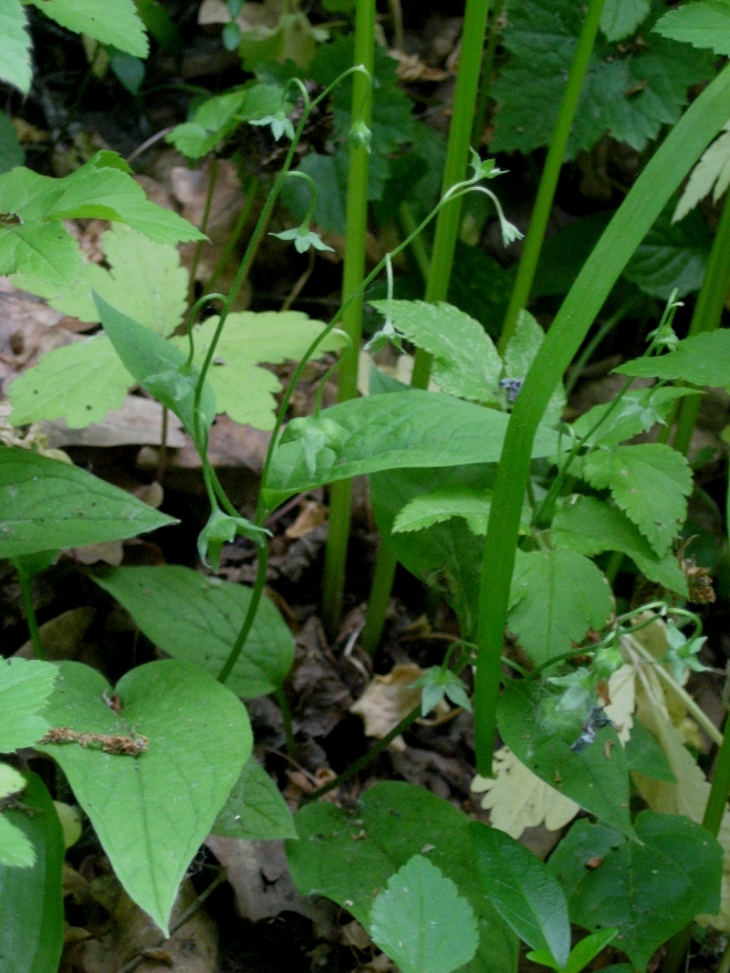 Изображение особи Omphalodes verna.