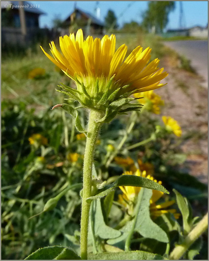 Image of Inula britannica specimen.