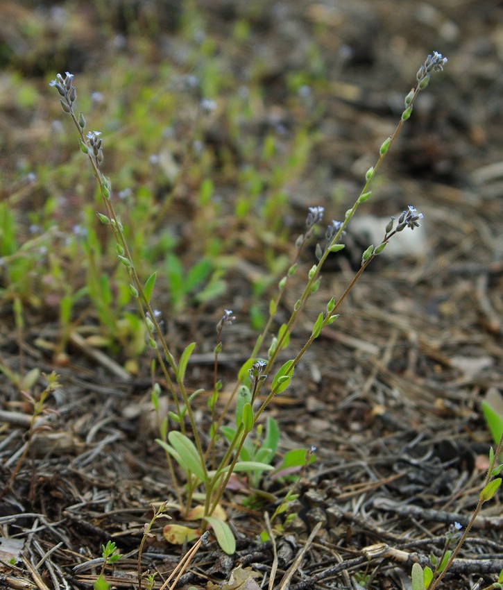 Image of Myosotis micrantha specimen.