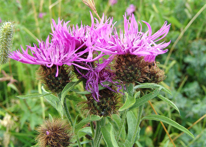 Image of Centaurea alutacea specimen.