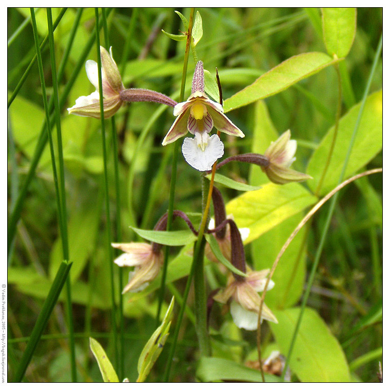 Изображение особи Epipactis palustris.