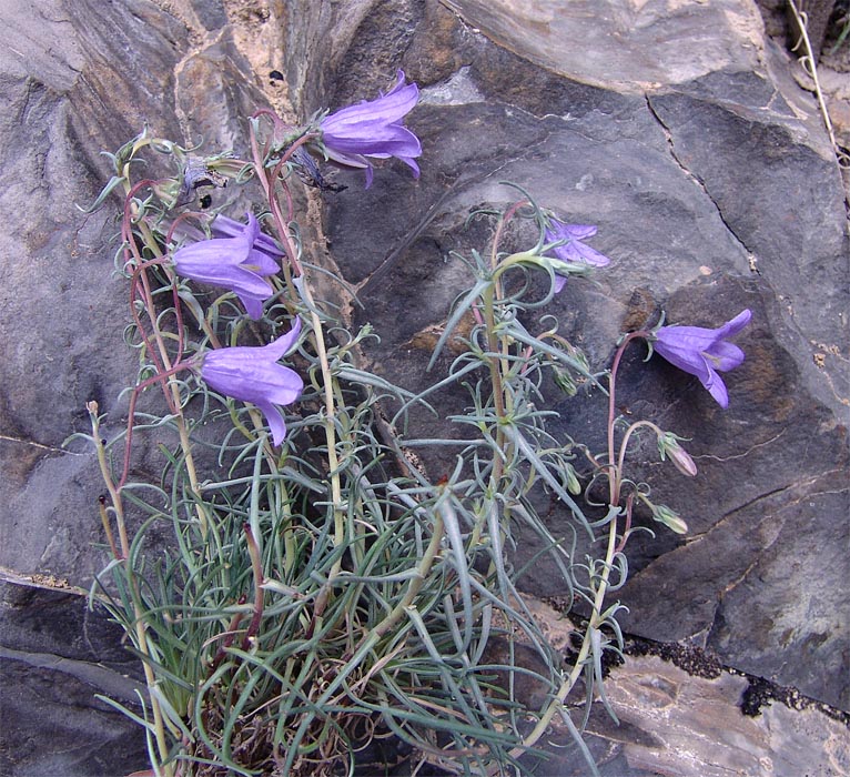 Image of Campanula hypopolia specimen.