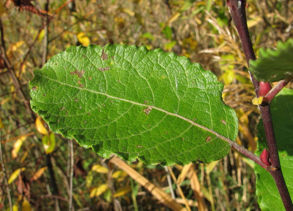 Image of Salix caprea specimen.