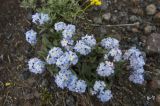 Myosotis alpestris. Цветущее растение. Кавказ, южные склоны г. Эльбрус, лавовый поток, который разделяет ледник Гарабаши и Малый Азау, выс. ок. 3150 м н.у.м. 19.07.2009.