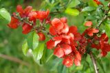 Chaenomeles japonica. Ветвь с цветками. Московская обл., Раменский р-н, окр. дер. Хрипань, дачный участок. 12.06.2006.