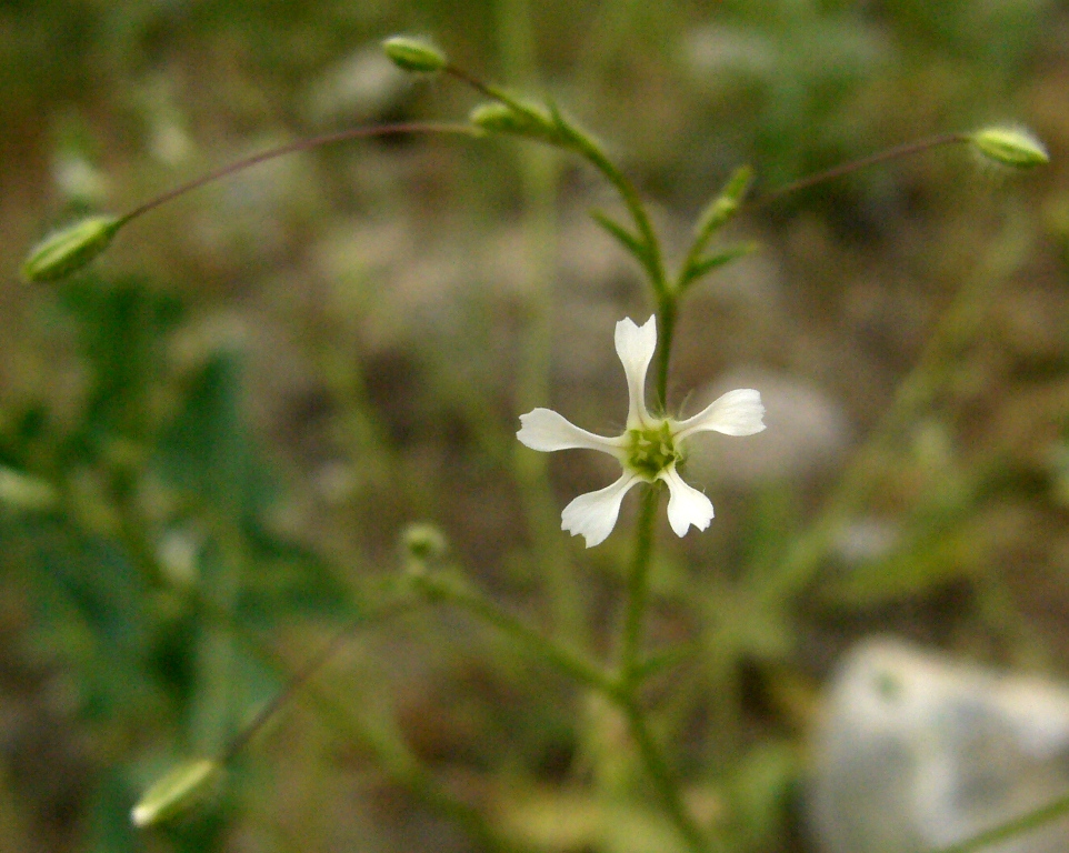 Image of Pseudosaponaria pilosa specimen.