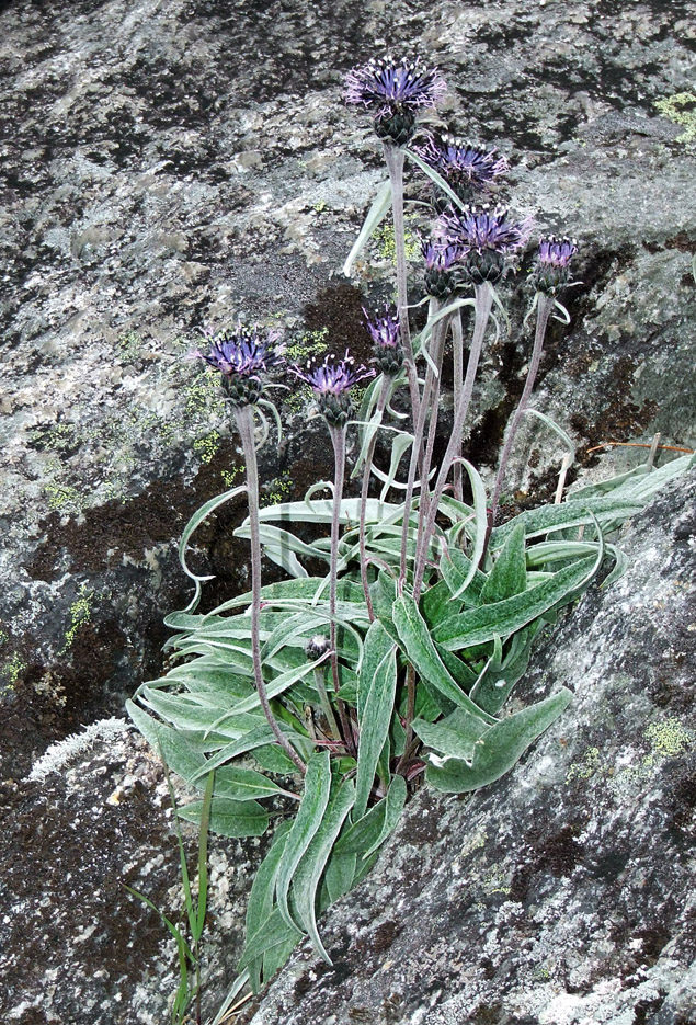 Image of Saussurea tomentosa specimen.