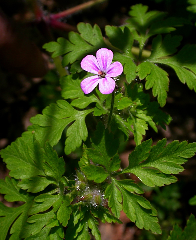 Image of Geranium robertianum specimen.