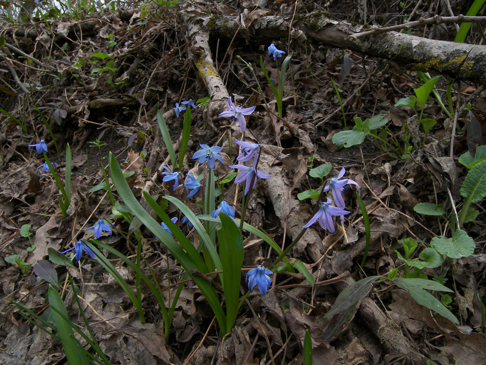 Изображение особи Scilla siberica.