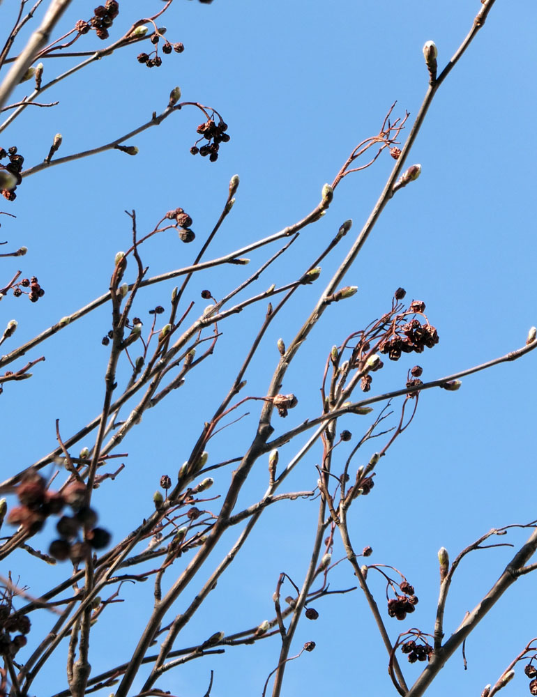 Изображение особи Sorbus &times; thuringiaca.