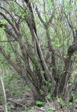 Salix myrsinifolia