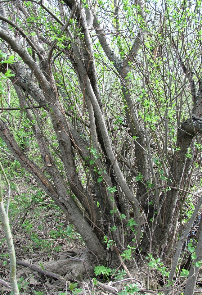 Изображение особи Salix myrsinifolia.