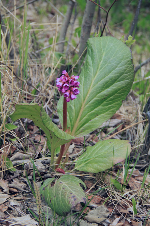 Image of Bergenia crassifolia specimen.