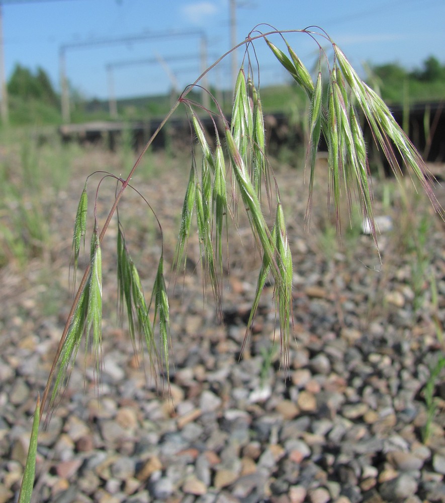 Изображение особи Anisantha tectorum.