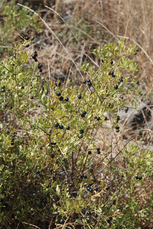 Image of Jasminum fruticans specimen.