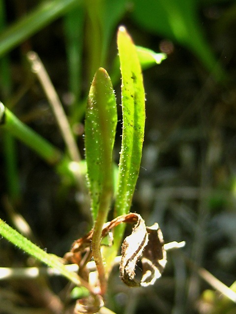 Image of Crepis tectorum specimen.