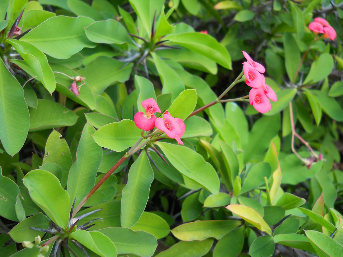 Image of Euphorbia splendens specimen.