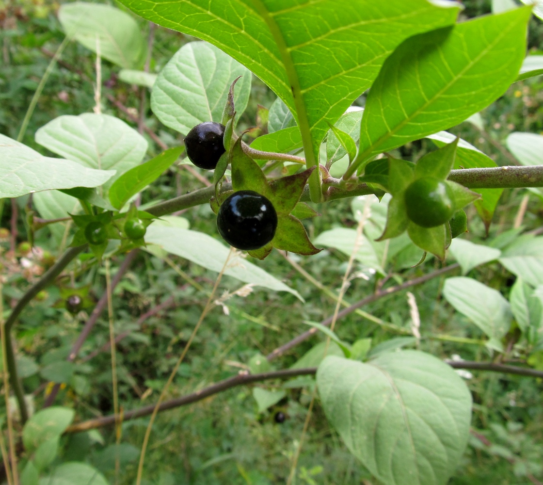 Image of Atropa bella-donna specimen.