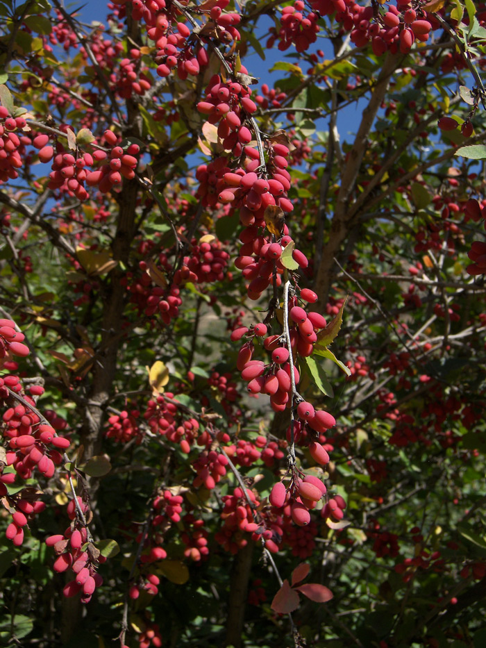 Изображение особи Berberis densiflora.