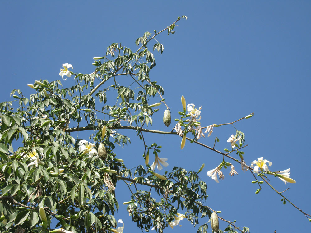 Image of Ceiba insignis specimen.