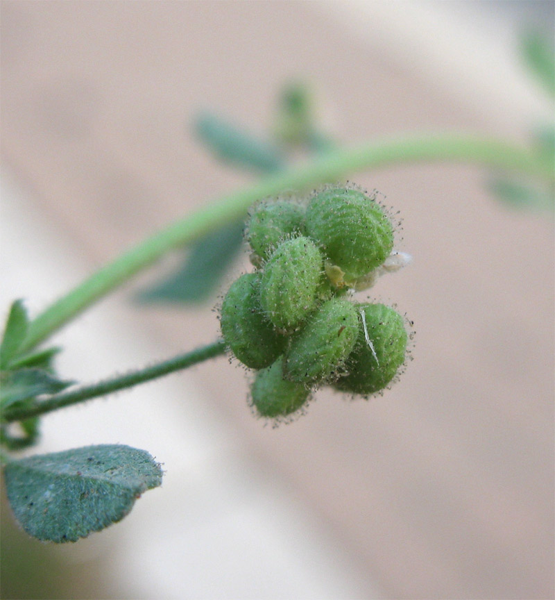 Image of Medicago lupulina specimen.