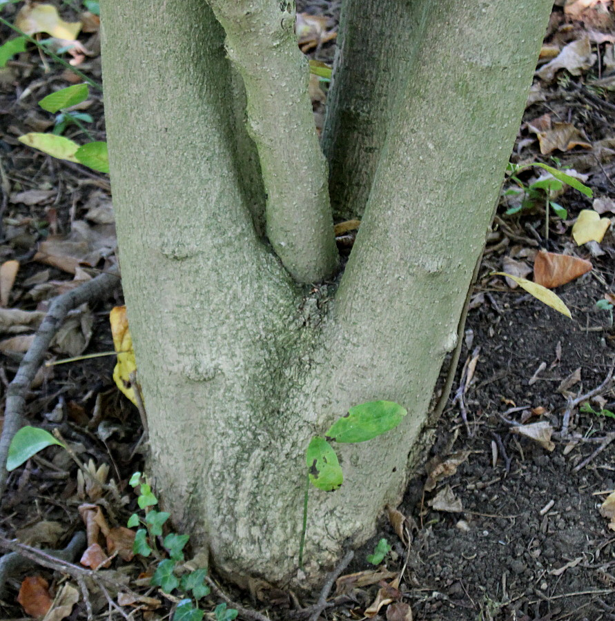 Image of Magnolia stellata specimen.