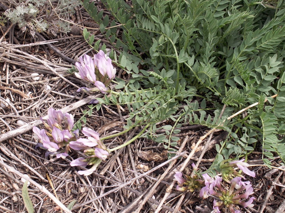 Изображение особи род Astragalus.