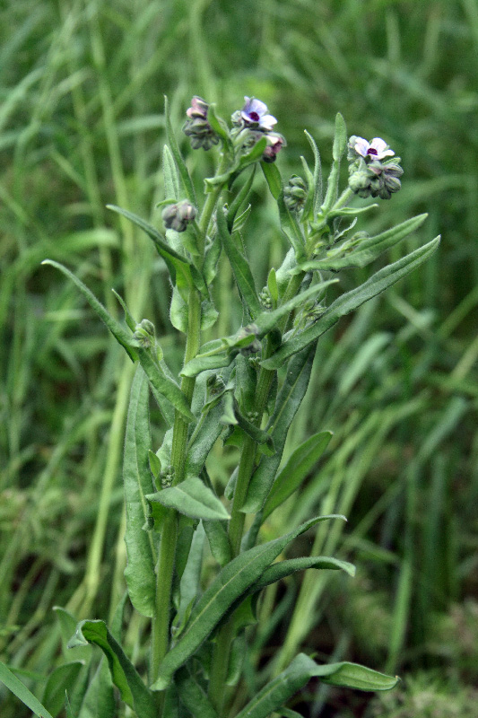 Изображение особи Cynoglossum creticum.