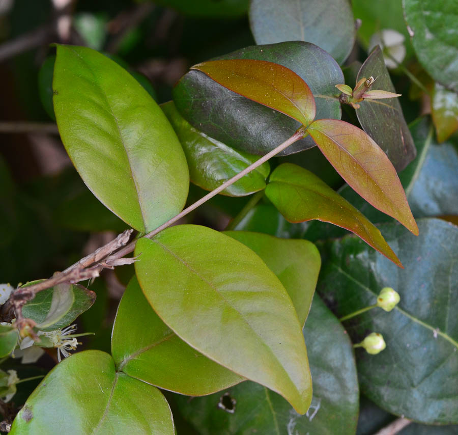 Image of Eugenia uniflora specimen.