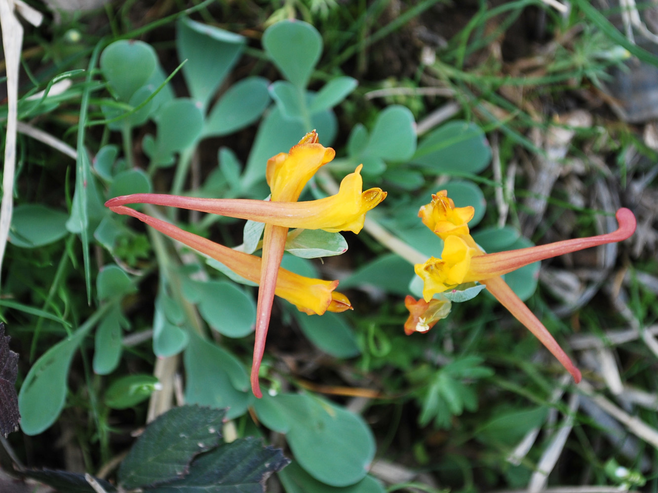 Image of Corydalis sewerzowii specimen.