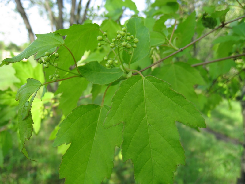 Image of Acer ginnala specimen.