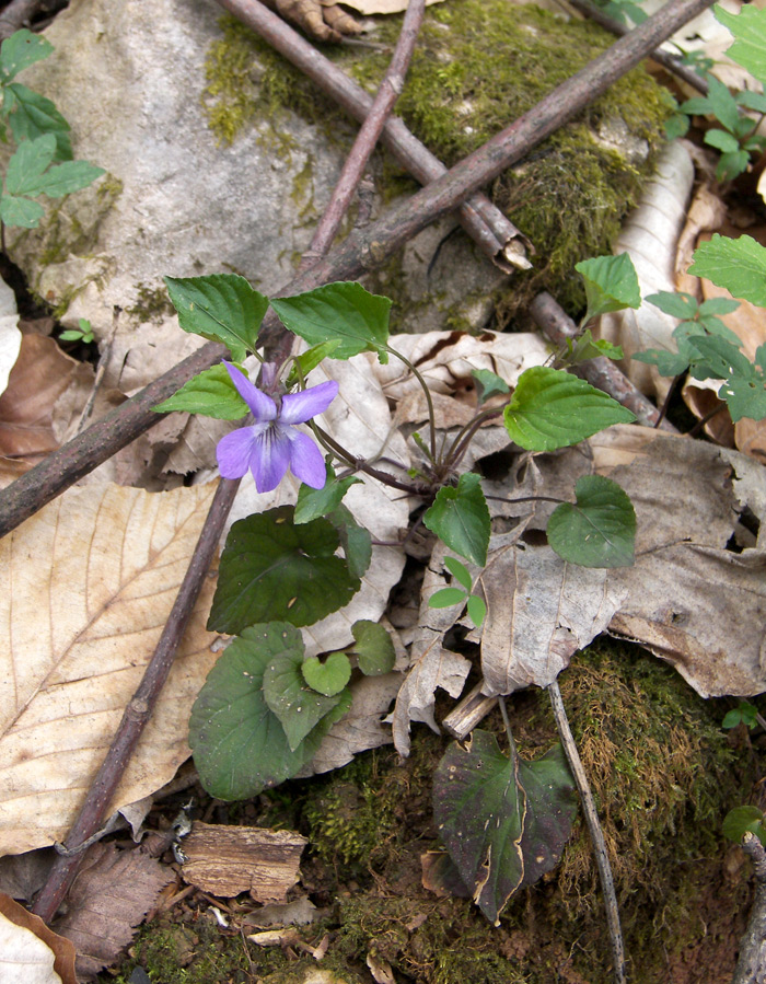 Image of Viola reichenbachiana specimen.