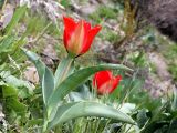 Tulipa affinis