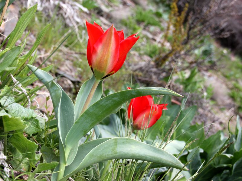 Image of Tulipa affinis specimen.