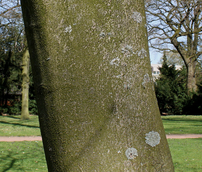 Image of Magnolia hypoleuca specimen.