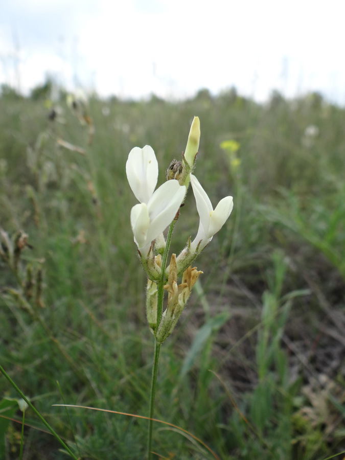 Image of Astragalus pallescens specimen.