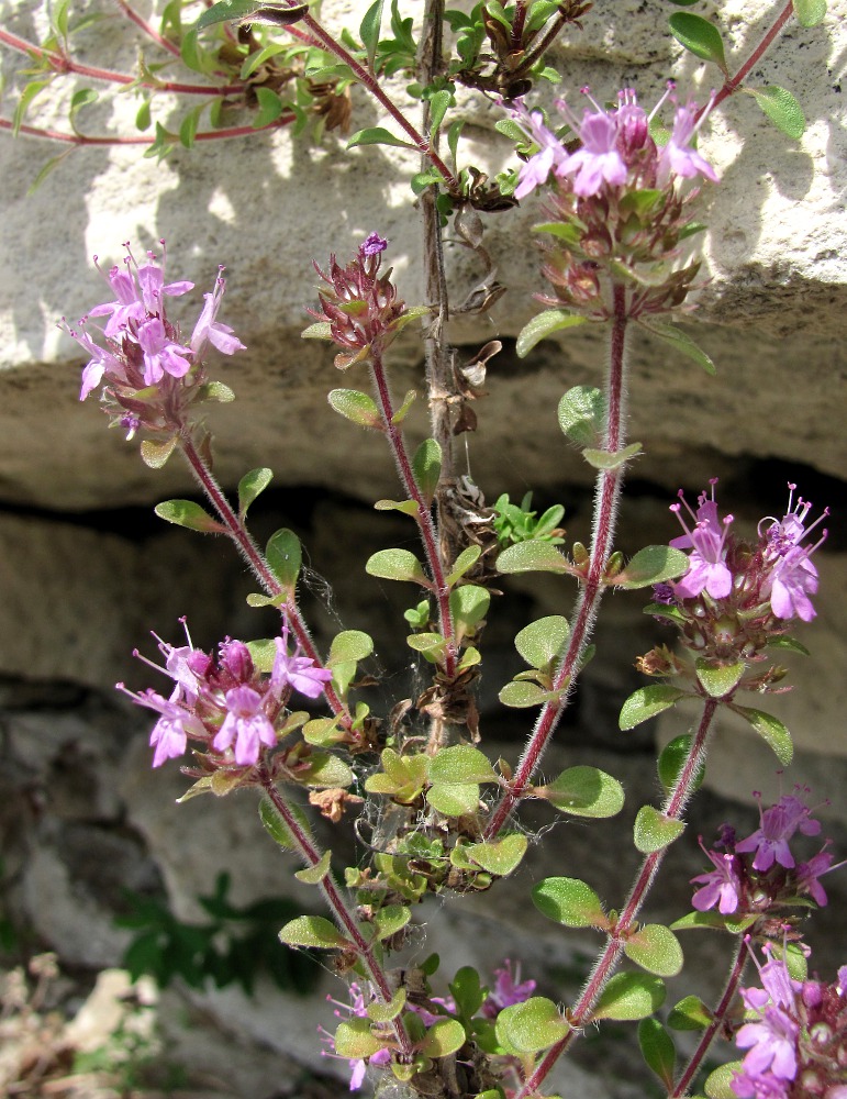 Image of Thymus hirticaulis specimen.