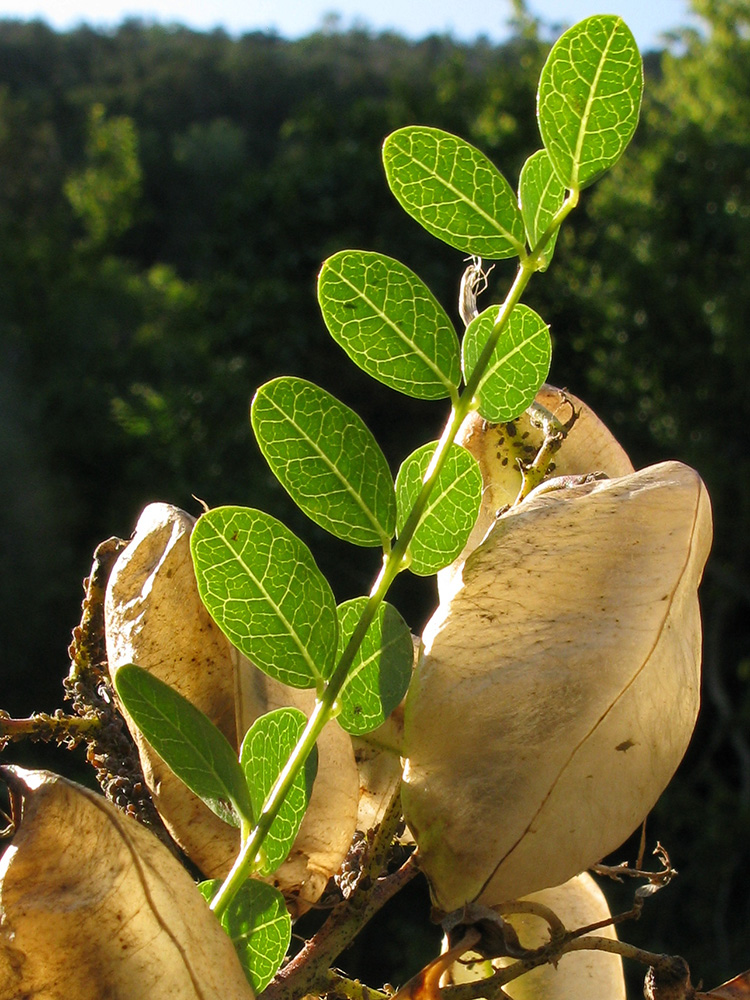 Image of Colutea cilicica specimen.