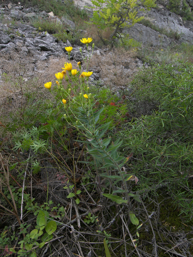 Изображение особи род Hieracium.