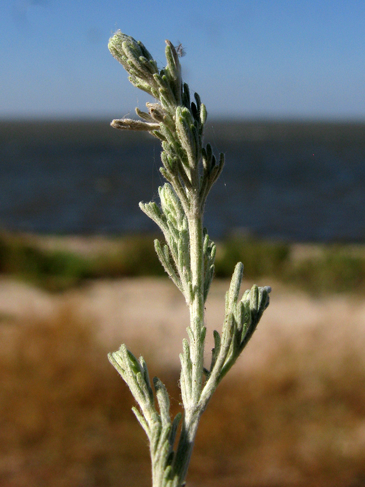 Изображение особи Artemisia santonicum.