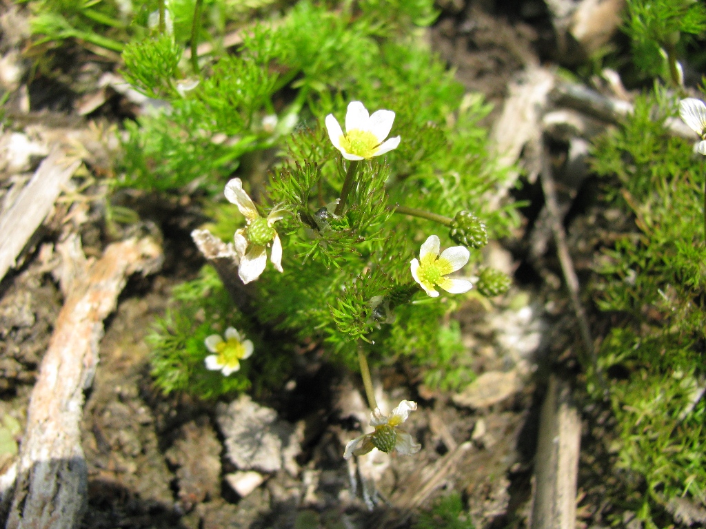 Image of Ranunculus rionii specimen.