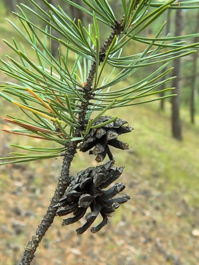 Изображение особи Pinus sylvestris.