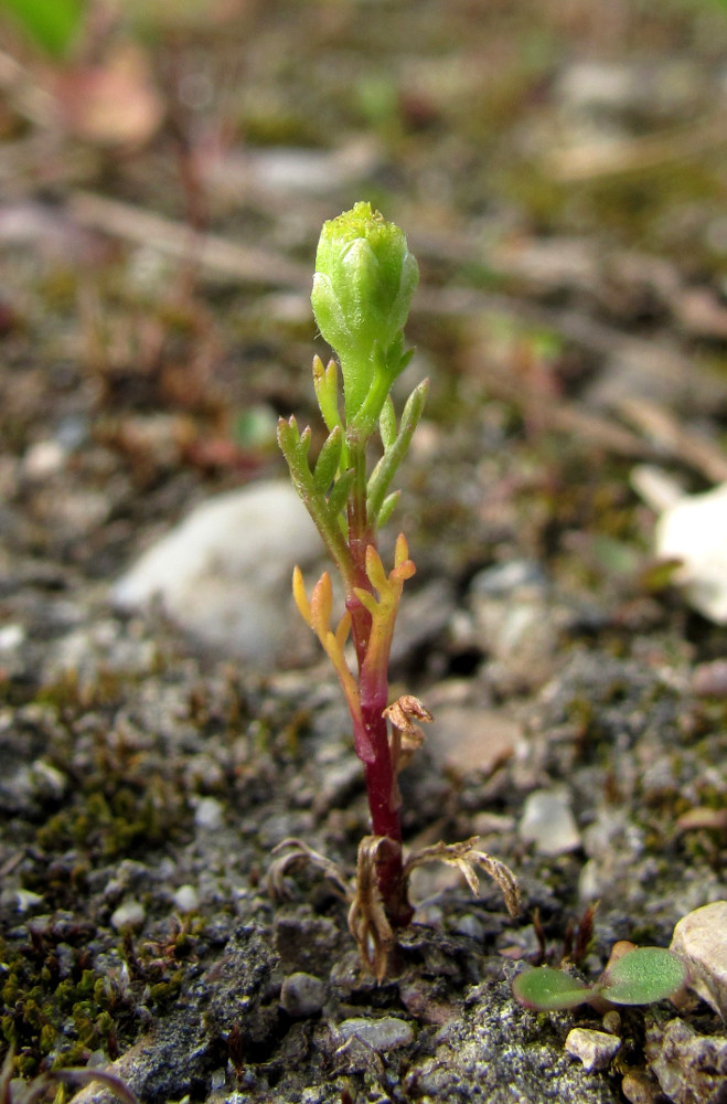 Изображение особи Matricaria discoidea.