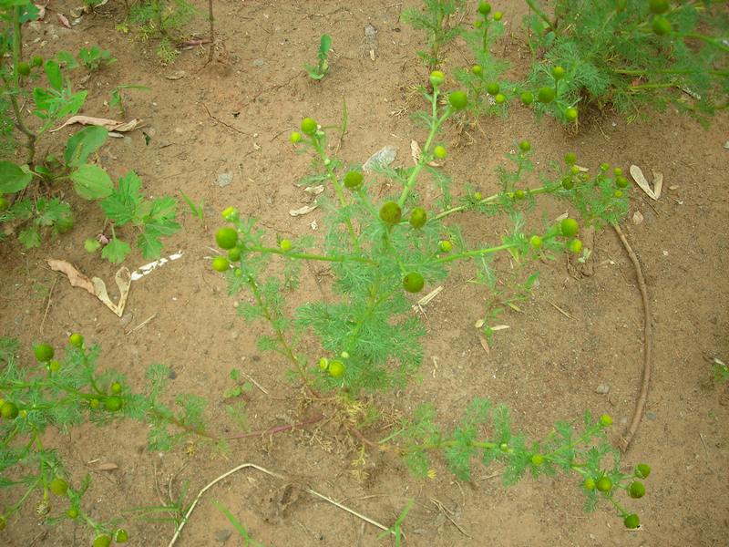 Image of Matricaria discoidea specimen.