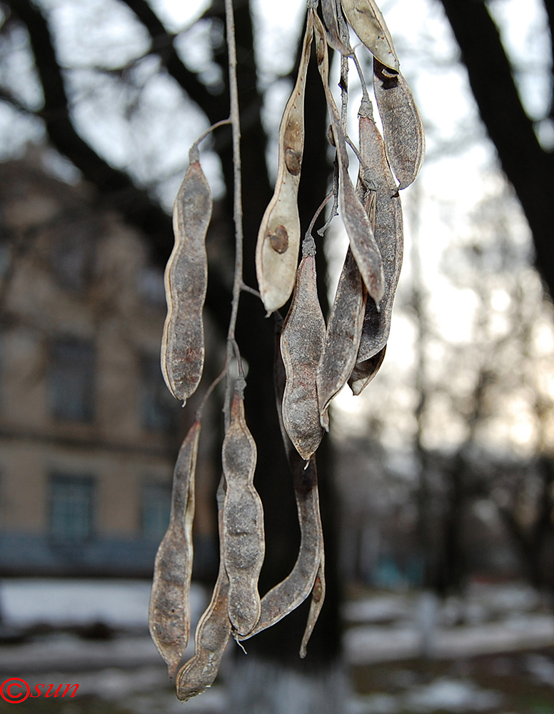 Image of Robinia pseudoacacia specimen.