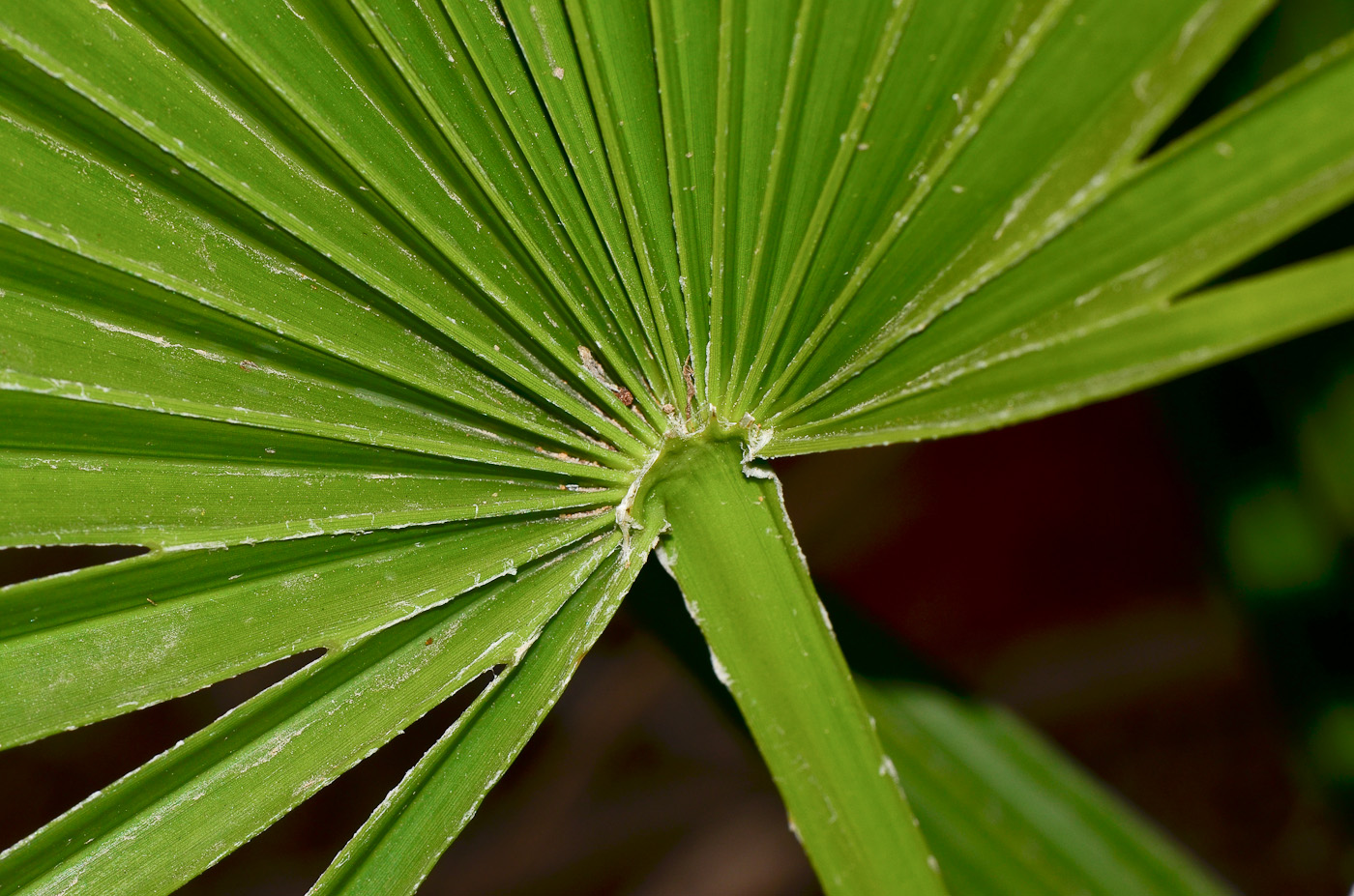 Image of familia Arecaceae specimen.