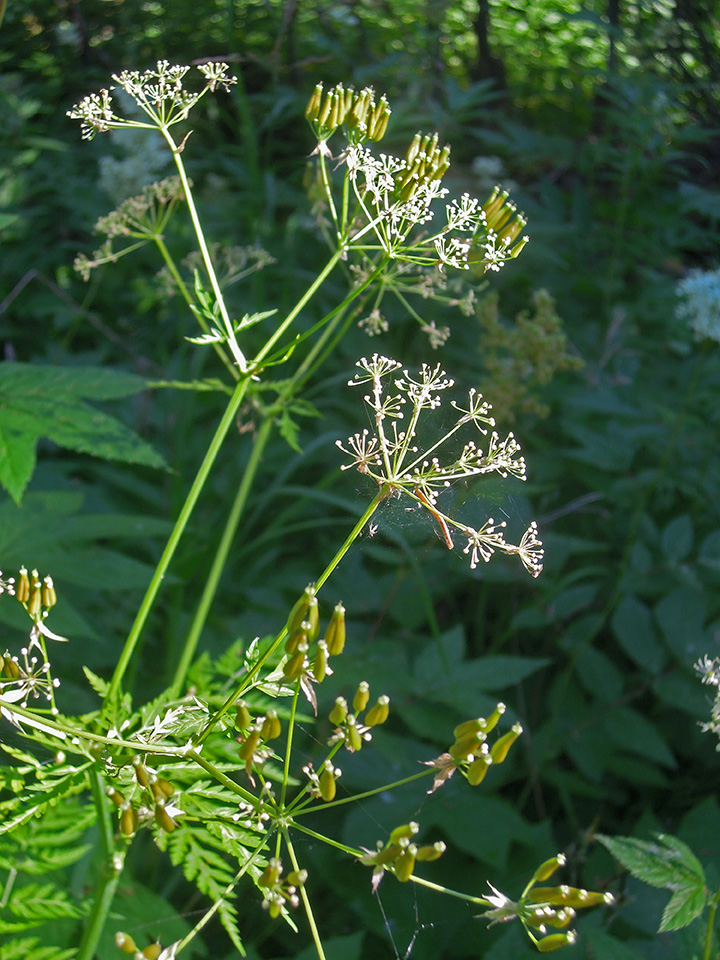 Изображение особи Anthriscus sylvestris.