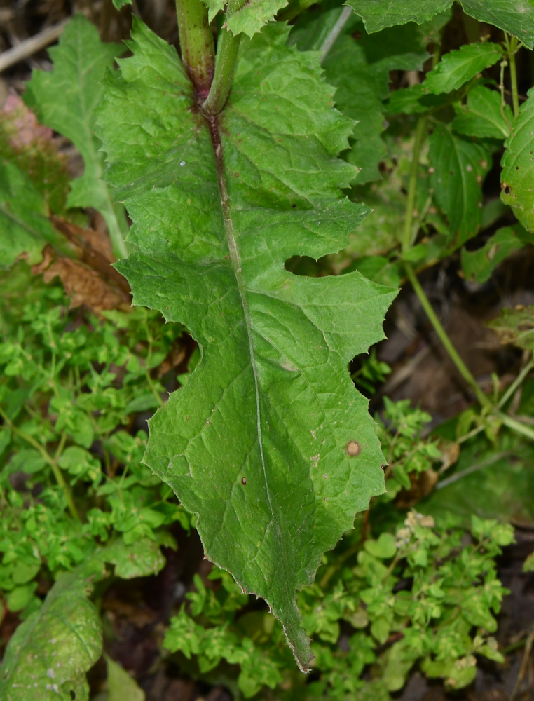 Image of Urospermum picroides specimen.