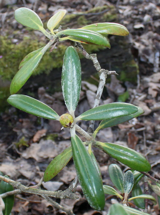 Изображение особи Rhododendron yakushimanum.