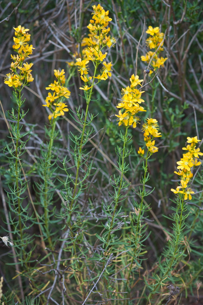 Image of Hypericum lydium specimen.